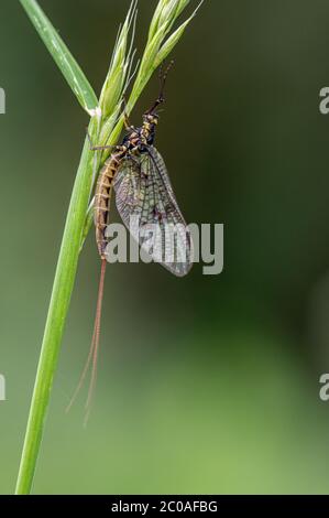 Erwachsene Mayfly, Ephemera danica, auf einem Grashalm ruhend Stockfoto