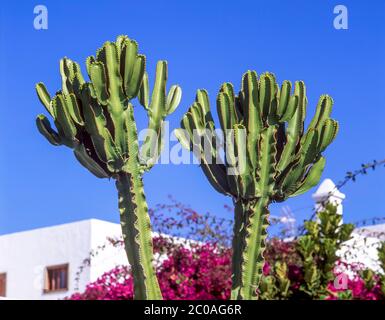 Kaktuspflanze, Lanzarote, Kanarische Inseln, Spanien Stockfoto