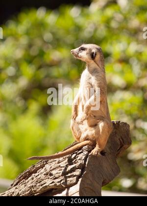 Erdmännchen, auch suricate genannt, sitzen aufrecht auf dem Baumstamm und beobachten sich in Alarmbereitschaft. Stockfoto