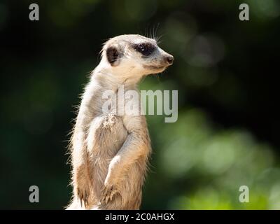 Erdmännchen, alias suricate, als Wache auf der Hut. Kleiner afrikanischer Fleischfresser. Stockfoto