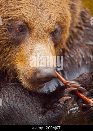 Niedlicher Bär mit Stick wie ein Zahnstocher Stockfoto