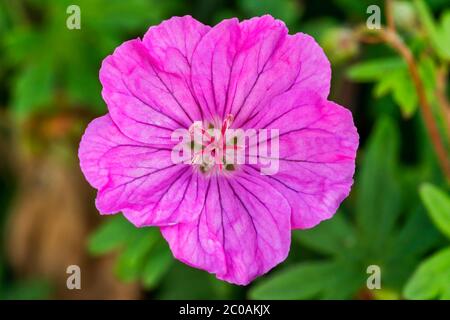 Geranium sanguineum 'Ankum's Pride' eine rosa krautige mehrjährige Frühlingssommerblüte Pflanze, die allgemein als Cranesbill bekannt ist Stockfoto