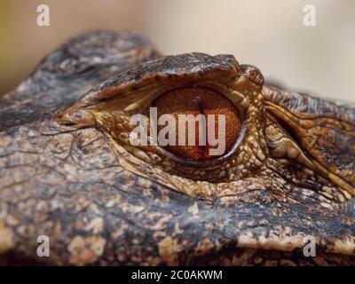 Braune Augen von Caiman in der Nahaufnahme Stockfoto