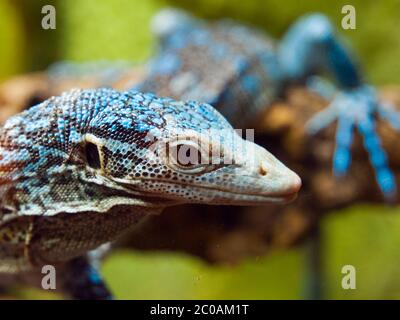 Detailansicht der Blaubaum-Monitor-Eidechse, Varanus macraei, sitzend auf dem Zweig Batanta Island, Indonesien. Aufnahme mit geringer Tiefenschärfe. Stockfoto