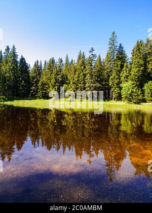 Waldteich mit spiegelnden Bäumen (Blatny Teich, Isergebirge, Tschechische Republik) Stockfoto