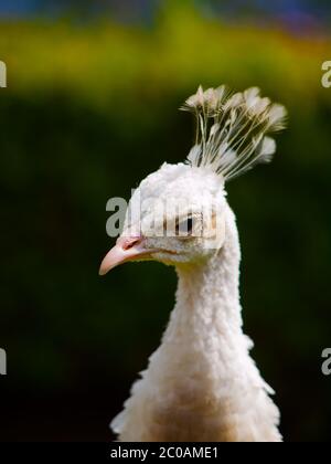 Detaillierte Nahaufnahme des Kopfes des weißen Pfaus Stockfoto