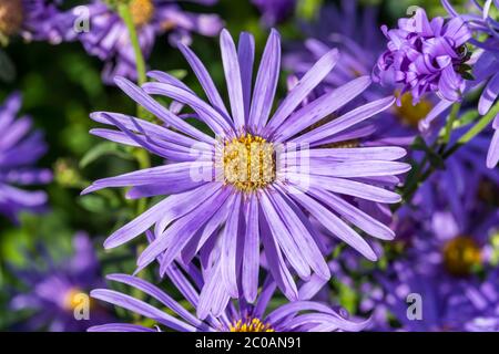 Aster x frikartii 'Monch' ein Lavendel blau krautigen mehrjährige Sommer Herbst Blume Pflanze allgemein als michaelmas Gänseblümchen Stock Foto bekannt, Stockfoto