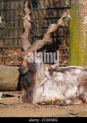 Markhor Wildziege liegt im Zoo, Capra falconeri heptneri Stockfoto
