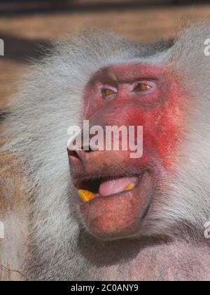 Rote Vorderseite des Hamadryas Pavian, Papio hamadryas, Detailansicht Stockfoto