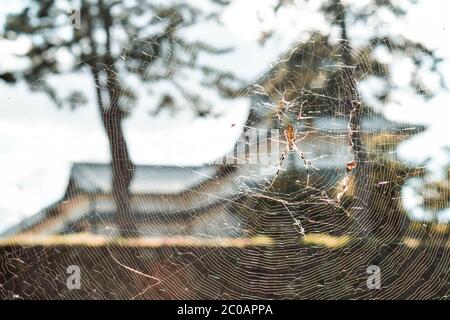 Spinne auf einem Netz vor einem japanischen Schloss in Kanazawa Japan Stockfoto