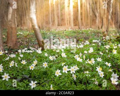 Weißer Holz Anemonen Teppich im Frühlingswald. Stockfoto