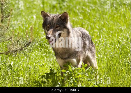 Wolf Canis Lupus Stockfoto