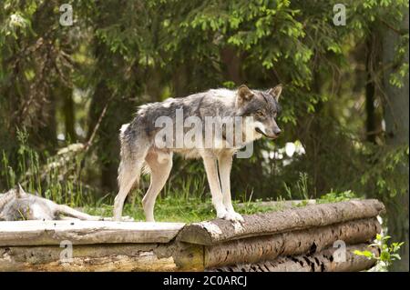 Wolf Canis Lupus Stockfoto