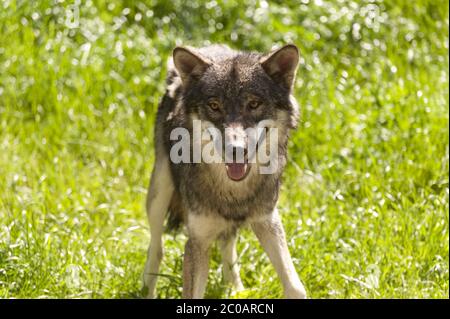 Wolf Canis Lupus Stockfoto