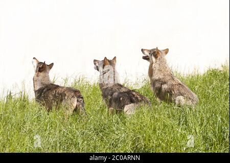 Wolf Canis Lupus Stockfoto