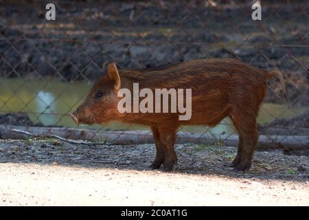 Kleines rotes Wildschwein in der Nähe des Käfigs. Stockfoto