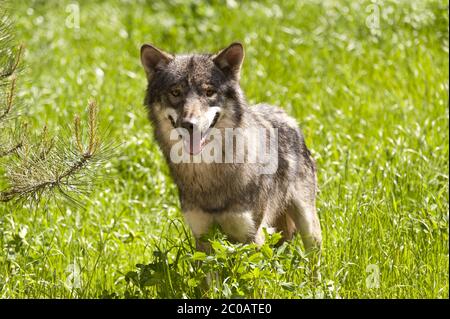 Wolf Canis Lupus Stockfoto