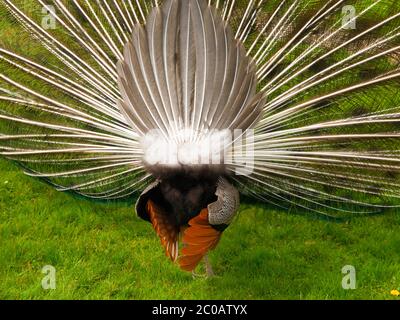 Pfau im Garten, Rückansicht von hinten Stockfoto