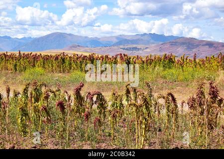 Kiwicha oder Amaranthus Pflanzen mit Bergen im Hintergrund in Maras, cusco Region, Peru Stockfoto