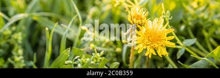 Floristik, Frauentag, Muttertag, Valentinstag, Feiertagskonzept - Bannerwiese mit silhouettierten gelben Löwenzahn und Wildblumen vor dem Hintergrund Stockfoto