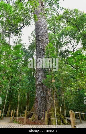 Der Big Tree ist eine der wichtigsten Attraktionen an der Garden Route, Südafrika Stockfoto