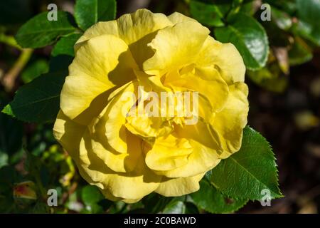 Rose 'Korlillub' ein Frühling eine mehrjährige Sommerblume gelben Strauch Pflanze Stockfoto