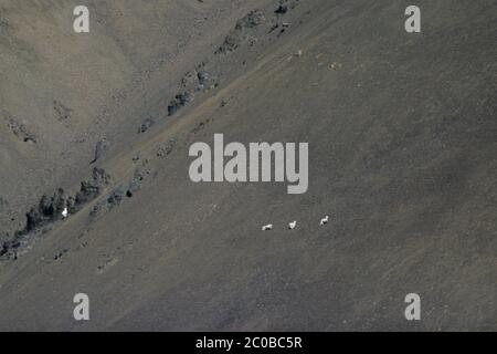 Grauer Wolf jagt Dall Sheeps an einem Berghang Stockfoto