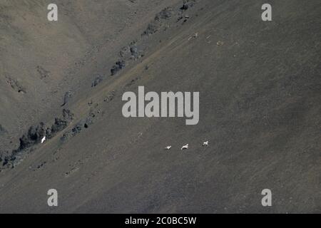 Grauer Wolf jagt Dall Sheeps an einem Berghang Stockfoto