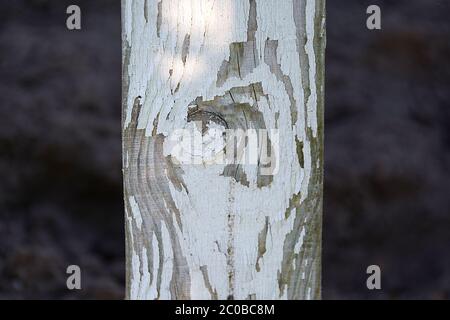 Alte Holzstruktur in weißer Farbe auf grauem Hintergrund Stockfoto
