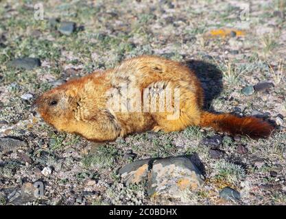 Marmot sitzen auf den Felsen Stockfoto