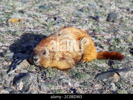 Marmot sitzen auf den Felsen Stockfoto