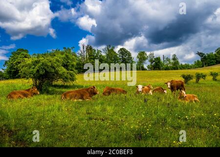 Junge Kühe Ruhen Auf Der Grünen Weide In Der Ländlichen Landschaft In Österreich Stockfoto
