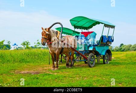 Die Pferdekutsche zieht Touristen und Pilger an, um eine Fahrt durch die grünen Wiesen von Bogoljubowo, Russland, zu Unternehmen Stockfoto