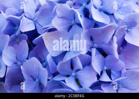 Violette Blüten Stockfoto