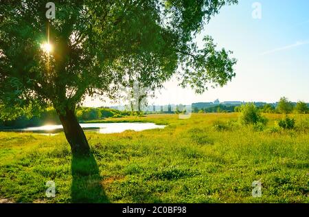 Die Abendsonne scheint durch den üppigen Weidenbaum am Ufer des Kljazma Flusses, Wladimir, Russland Stockfoto