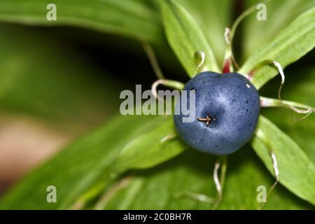 Einbeere Stockfoto