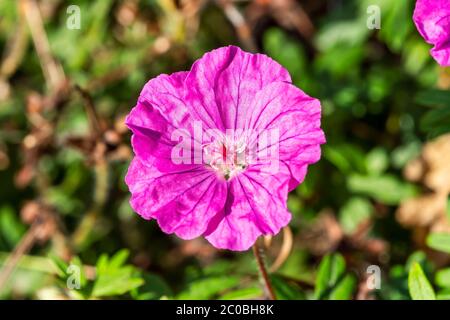 Geranium sanguineum 'Ankum's Pride' eine rosa krautige mehrjährige Frühlingssommerblüte Pflanze, die allgemein als Cranesbill bekannt ist Stockfoto