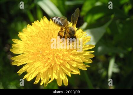 Biene auf gelben Löwenzahn Blume Nahaufnahme. Europäische Bienen bestäubende Blumen. Bienen sammeln Pollen auf einer Blume Nahaufnahme. Stockfoto