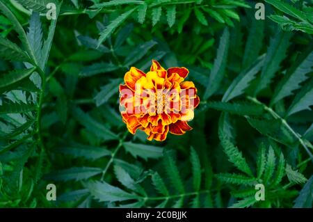 Eine Ringelblume Nahaufnahme auf grünem Laub Ringelblume Blätter Hintergrund. Stockfoto