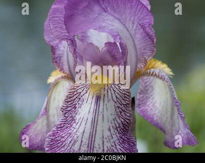 Nahaufnahme der isolierten irisalienzen. Iridaceae Iris Alizes auch als große bärtige Iris bekannt. Stockfoto