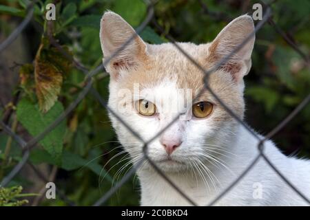 Katze hinter dem Zaun Stockfoto