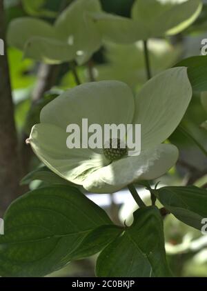 Nahaufnahme der Kornblume. Cornaceae Cornus Cornus kousa auch als japanischer Dogwood oder Venus bekannt. Stockfoto