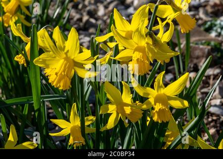 Daffodil (Narzisse) 'February Gold' eine gelbe Blütenkrautpflanze, die im Frühling im Freien wächst Stockfoto