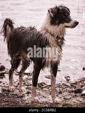 Border Collie Hund auf allen Vieren stehend aufmerksam Stockfoto