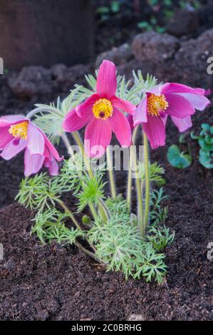 Pulsatilla vulgaris Rubra oder Pasque Blume mit roten Blüten im frühen Frühjahr. Eine klumpenbildende dubify mehrjährige, die voll winterhart ist. Stockfoto