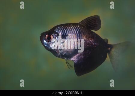 Der Tigerbarbe puntius tetrazona oder grüner Barbus. Stockfoto