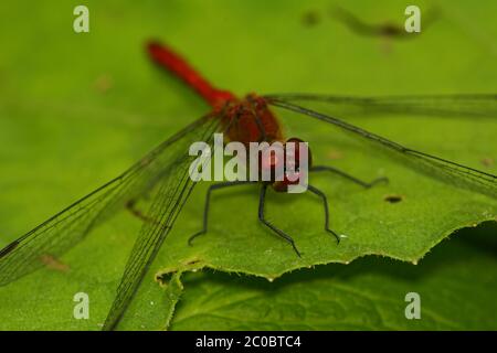 Rote Libelle Stockfoto