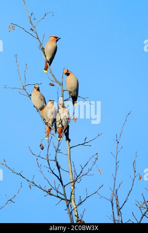 Gruppe von Böhmischen Waxwing in einem Espenbaum an sonnigen Wintertag thront. Stockfoto