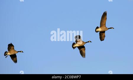 Drei Canada Gees im Flug am hellblauen Himmel. (Branta Canadensis ) Stockfoto