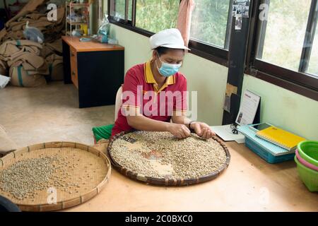 Eine indigene Akha-Frau sortiert Kaffee auf dem Doi Chaang Anwesen im Norden Thailands. Die besten Bohnen machen einen der besten Gourmet-Kaffees zur Verfügung. Stockfoto